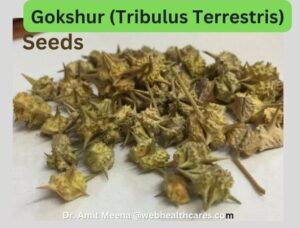 ayurveda medicine Gokshur (Tribulus Terrestris) seeds, plant use for kidney stone
