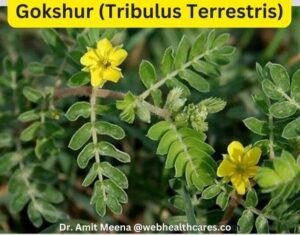 Ayurved herbs Gokshur (Tribulus Terrestris)