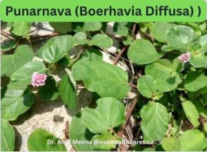 Punarnava (Boerhavia Diffusa) for kidney stone